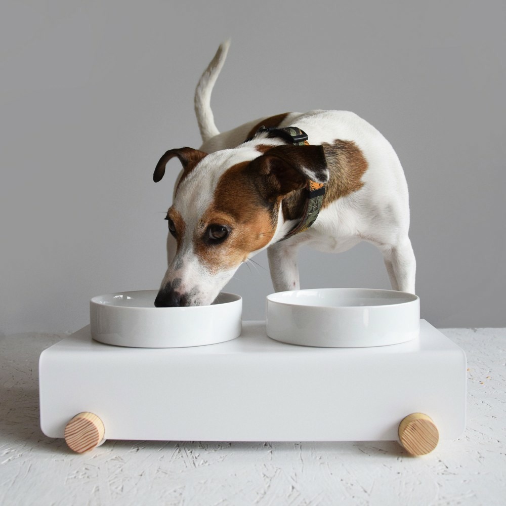 Gypso - set de 2 gamelles en céramique surélevées pour petits chien / chat