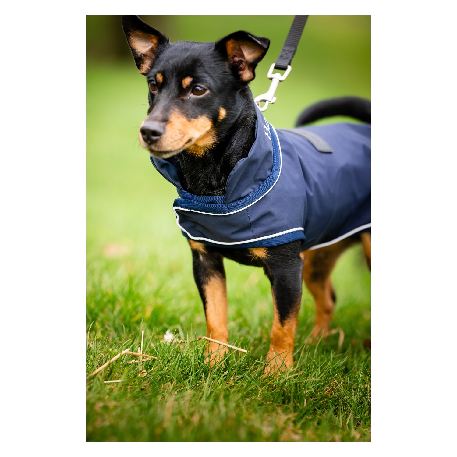 HORSEWARE Hunde-Regenmantel - navy