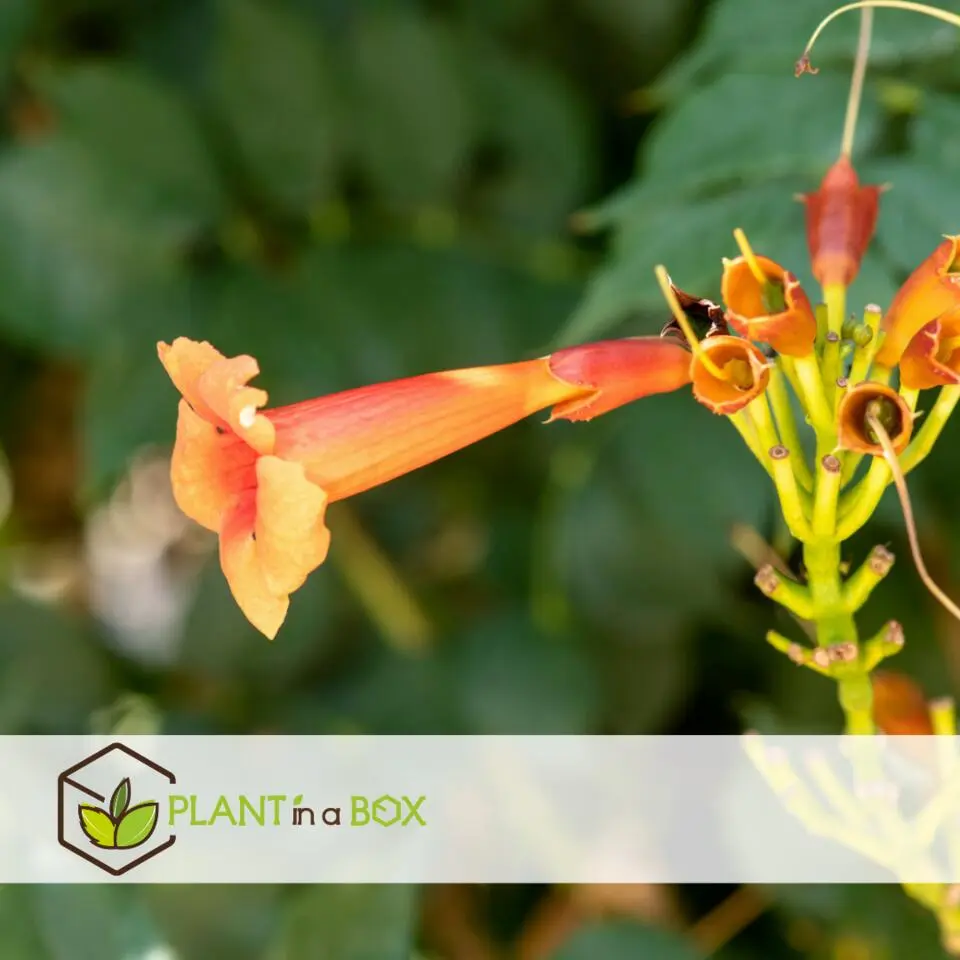 Trompetbloem - Set van 2 - Campsis radicans - Hoogte 110-120cm - ⌀17cm