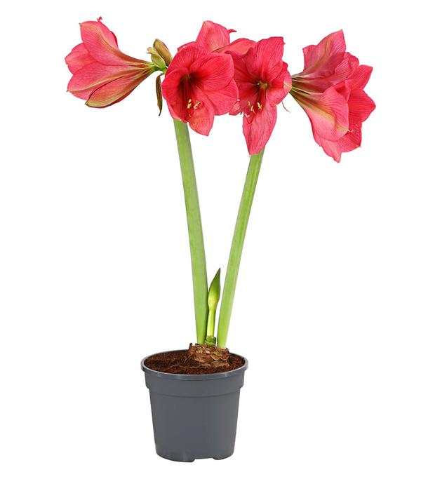 Amaryllis - Hippeastrum-Hybride, zweitriebig,