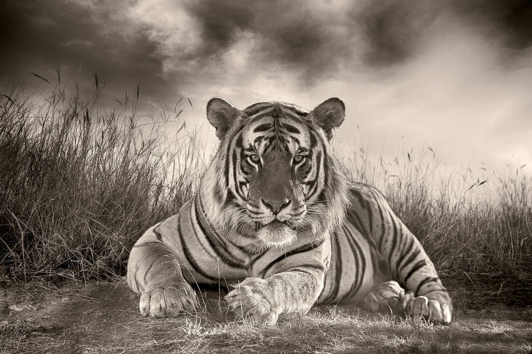 Bengal Tiger by Horst Klemm - Limited Edition. Edition of: 150. Signed.