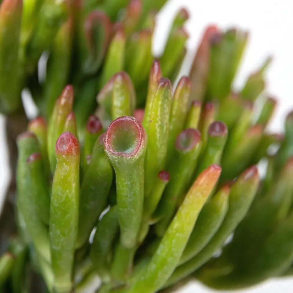 Geldboom - Mix van 3 - Crassula Minor, Hobbit, Sunset - Hoogte 10-25cm - ø12cm