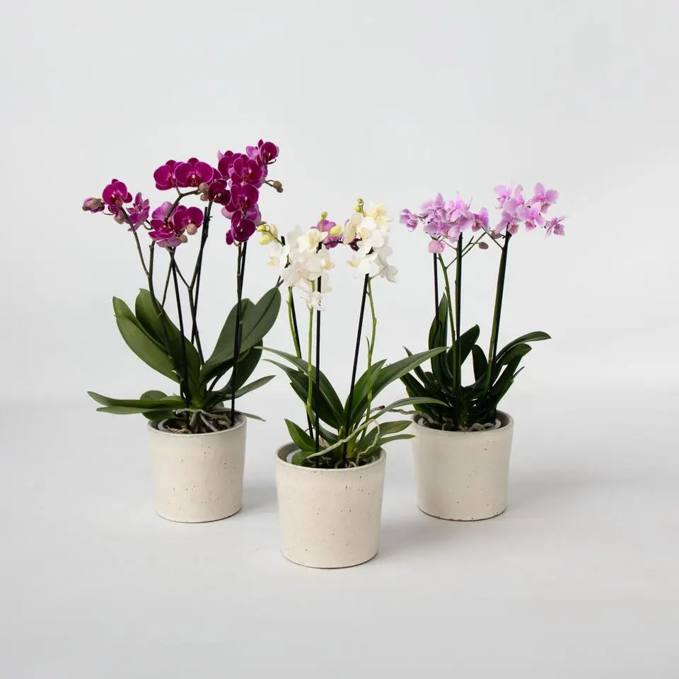 Vlinderorchidee - Mix van 3 - Phalaenopsis Multiflora - Hoogte 35-45cm - ⌀12cm