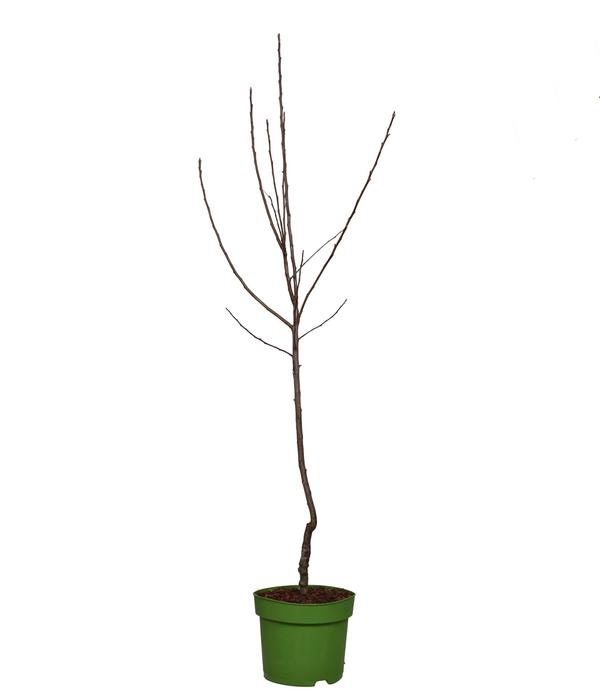 Bio Herbstapfel 'Ingrid Marie'