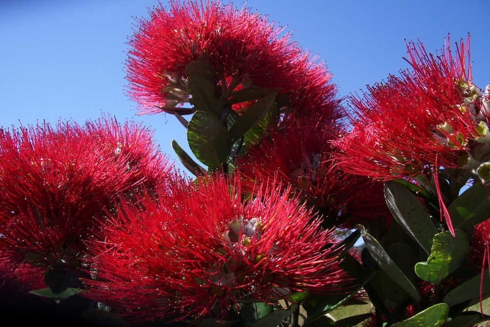 Jardin dans le sac - l'arbre de noël de nouvelle-zélande - 300 graines - metrosideros excelsa