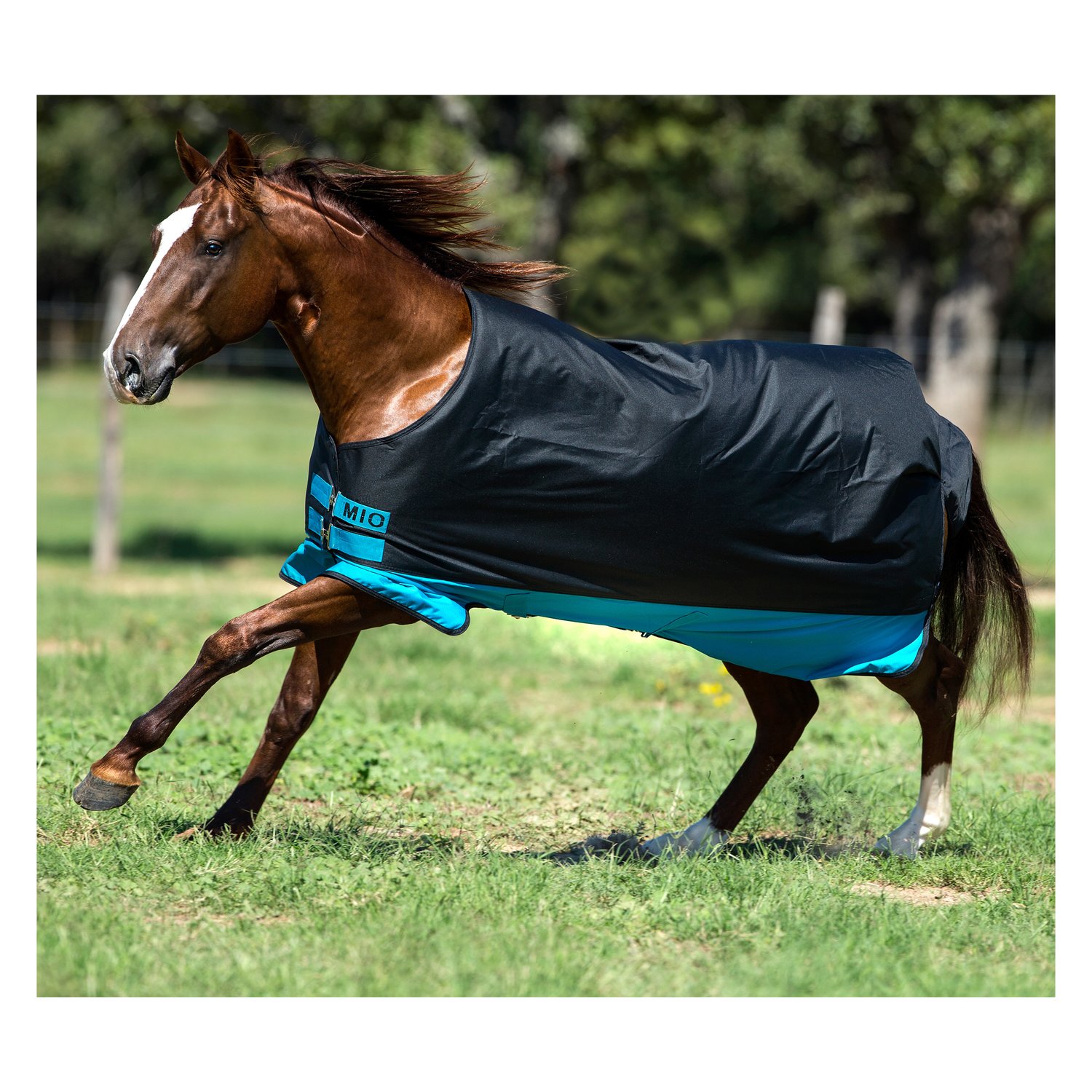 Horseware Outdoordecke MIO Turnout Lite - black/turquise