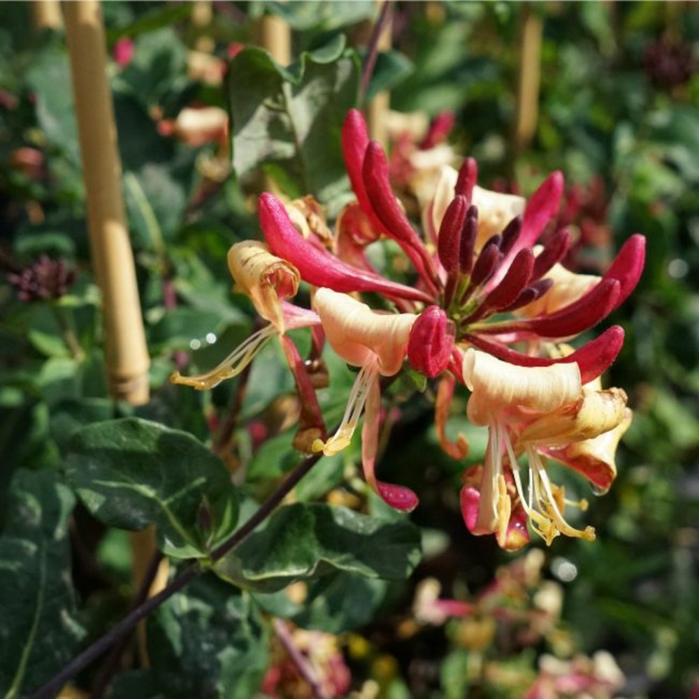 Chèvrefeuille 'caprilia'® imperial ('inov86') - lonicera periclymenum 3l