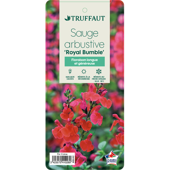 Sauge microphylla 'Royal Bumble' : ctr 3 litres