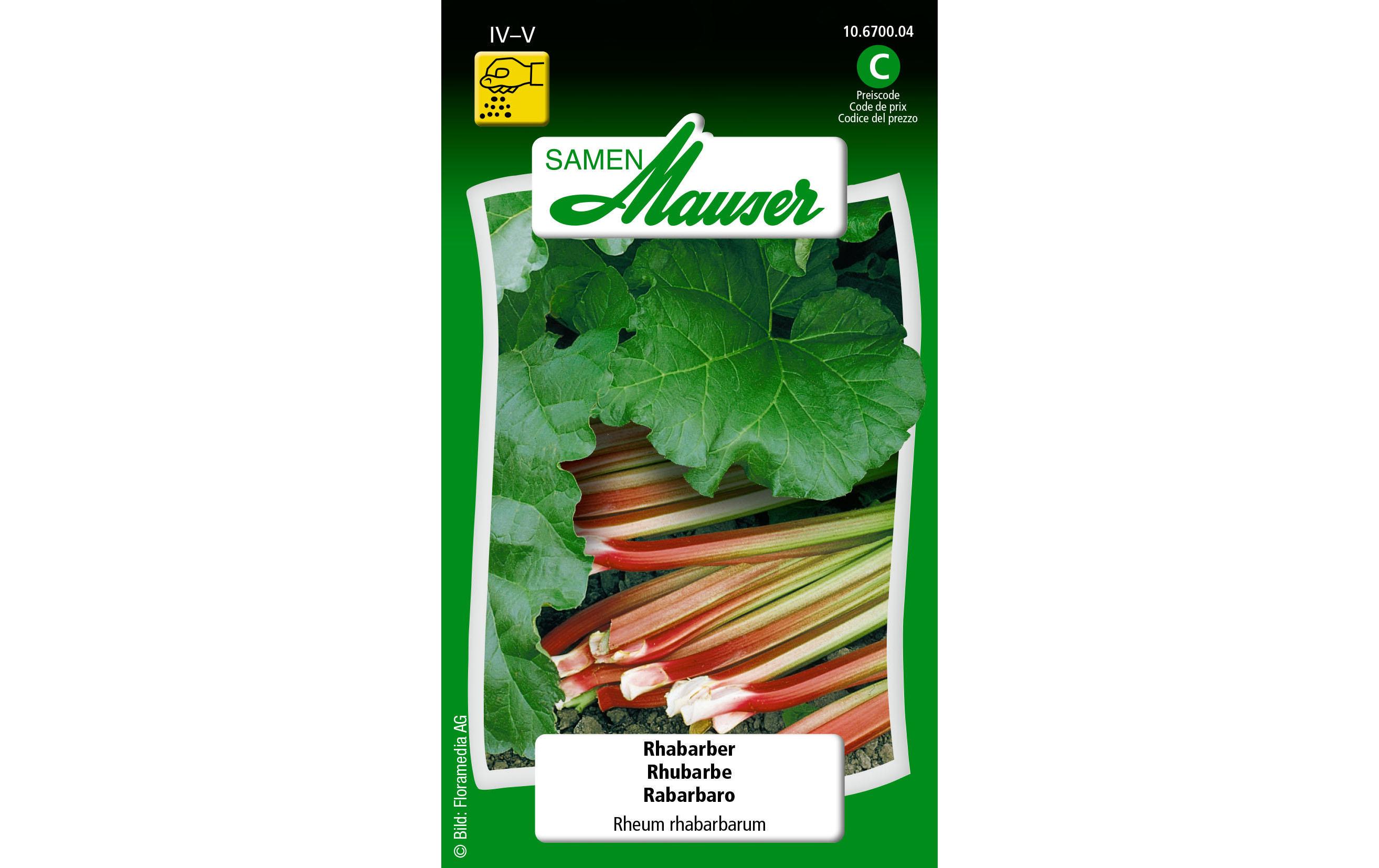 Samen RhabarberGemüsesamen