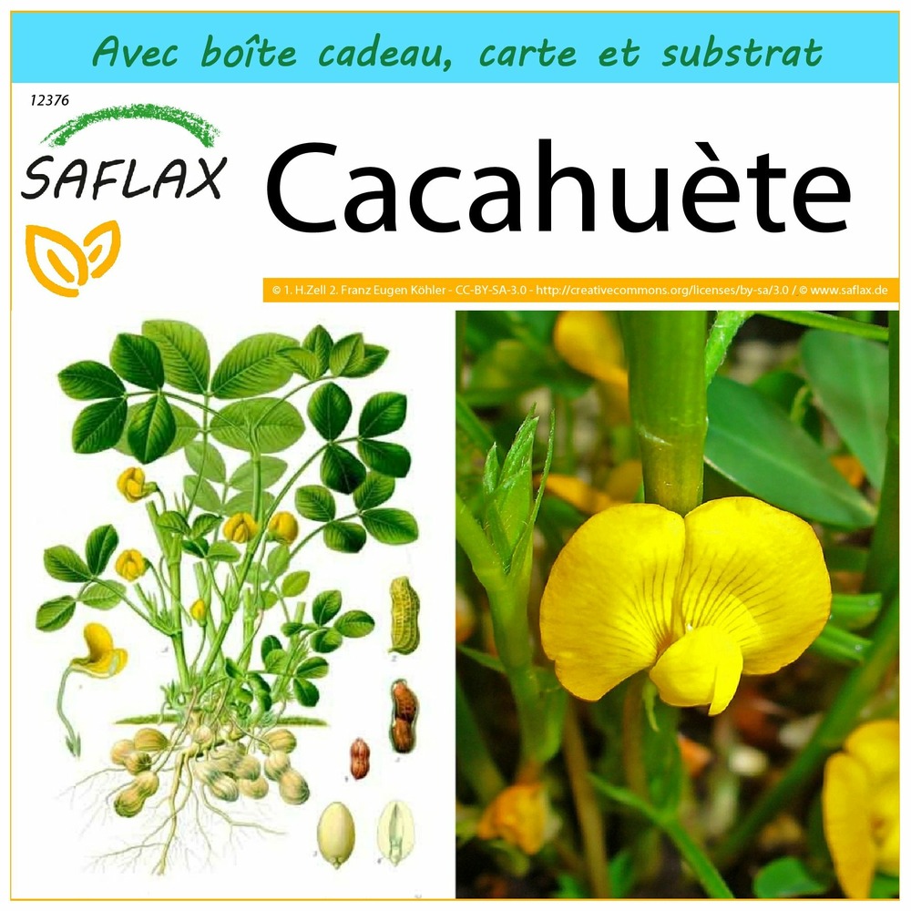 Kit cadeau - cacahuète - 8 graines - arachis hypogaea