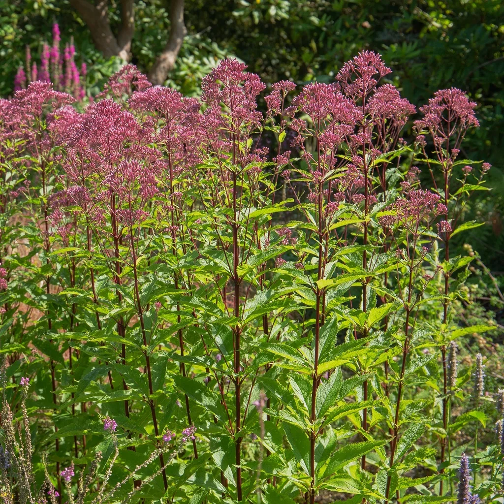 Eupatorium purpureum Storhjortetrøst Ø11 cm