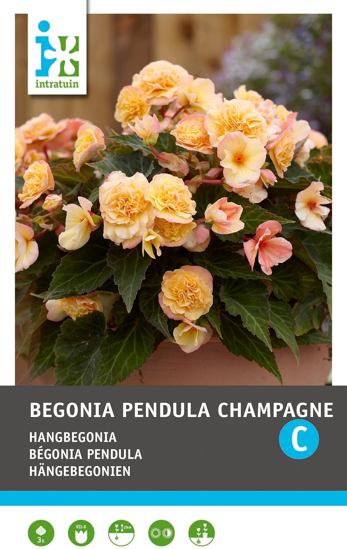 Intratuin Begonia knol (Begonia grandiflora 'Champagne') 3 stuks