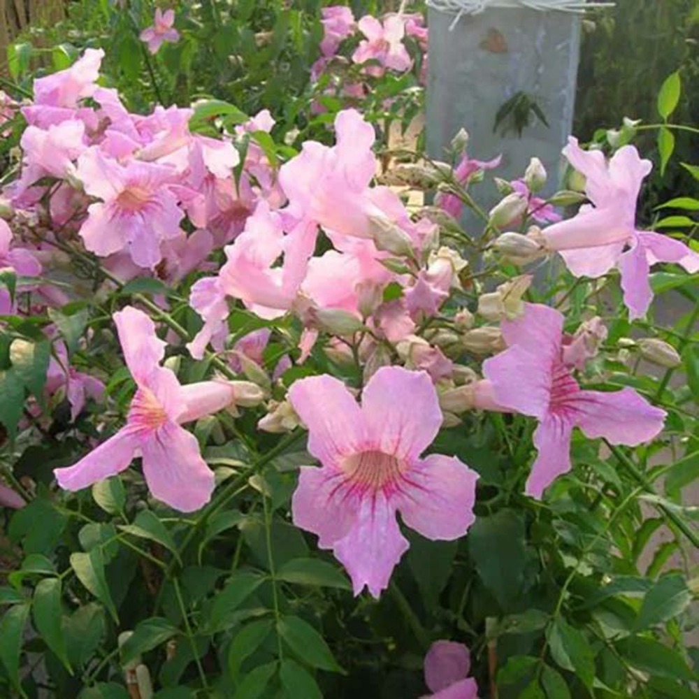 Bignone rose - podreana ricasoliana 3l