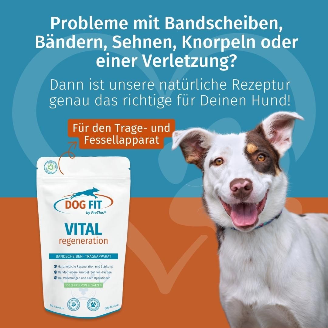 DOG FIT by PreThis® VITAL regeneration für Hunde Bandscheiben, Sehnen, Knorpel & bei Verletzungen