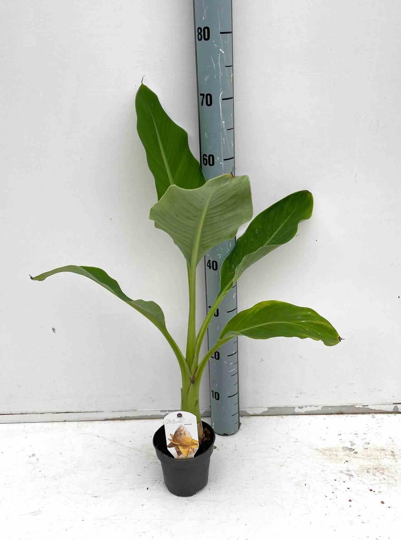 Musella lasiocarpa (bananier lotus d'or) jaune - taille pot de 14 litres - 100/120 cm