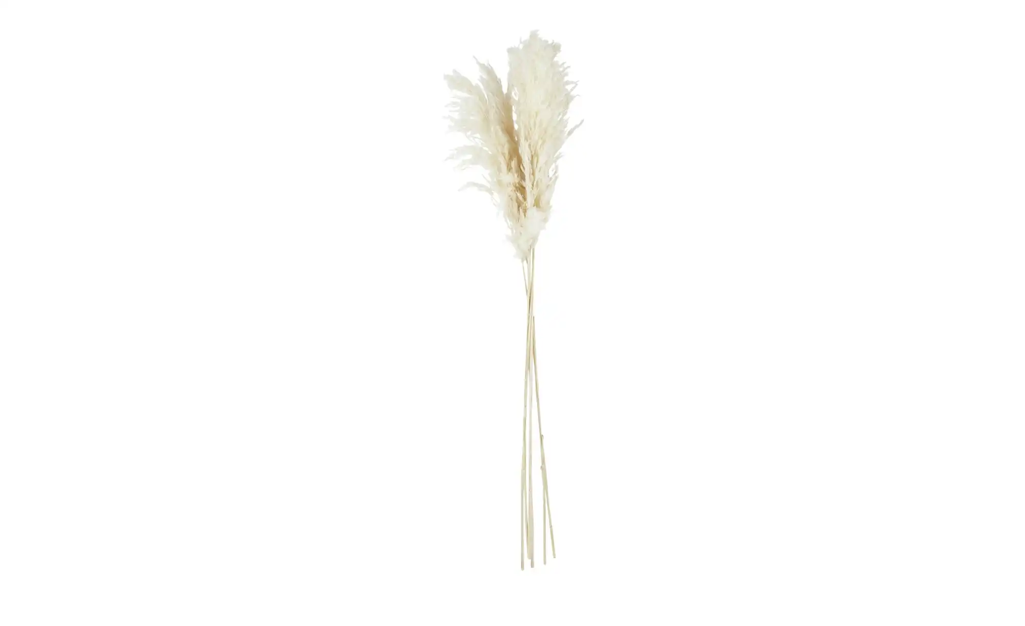 ASA SELECTION Trockenblumen