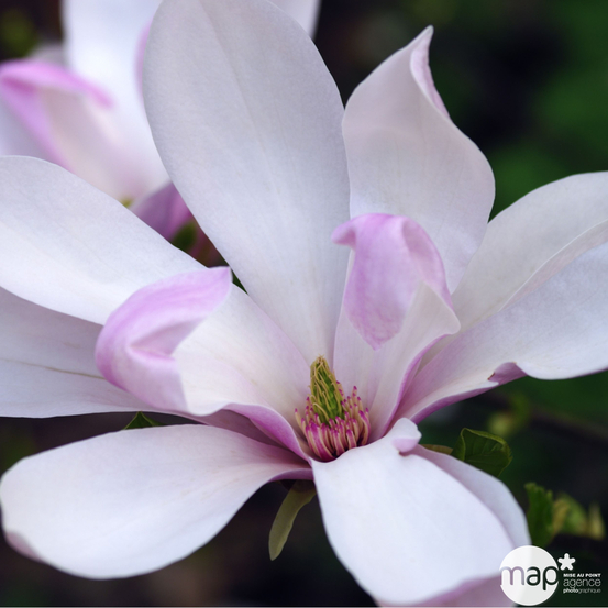 Magnolia x Pinkie : conteneur de 10 L