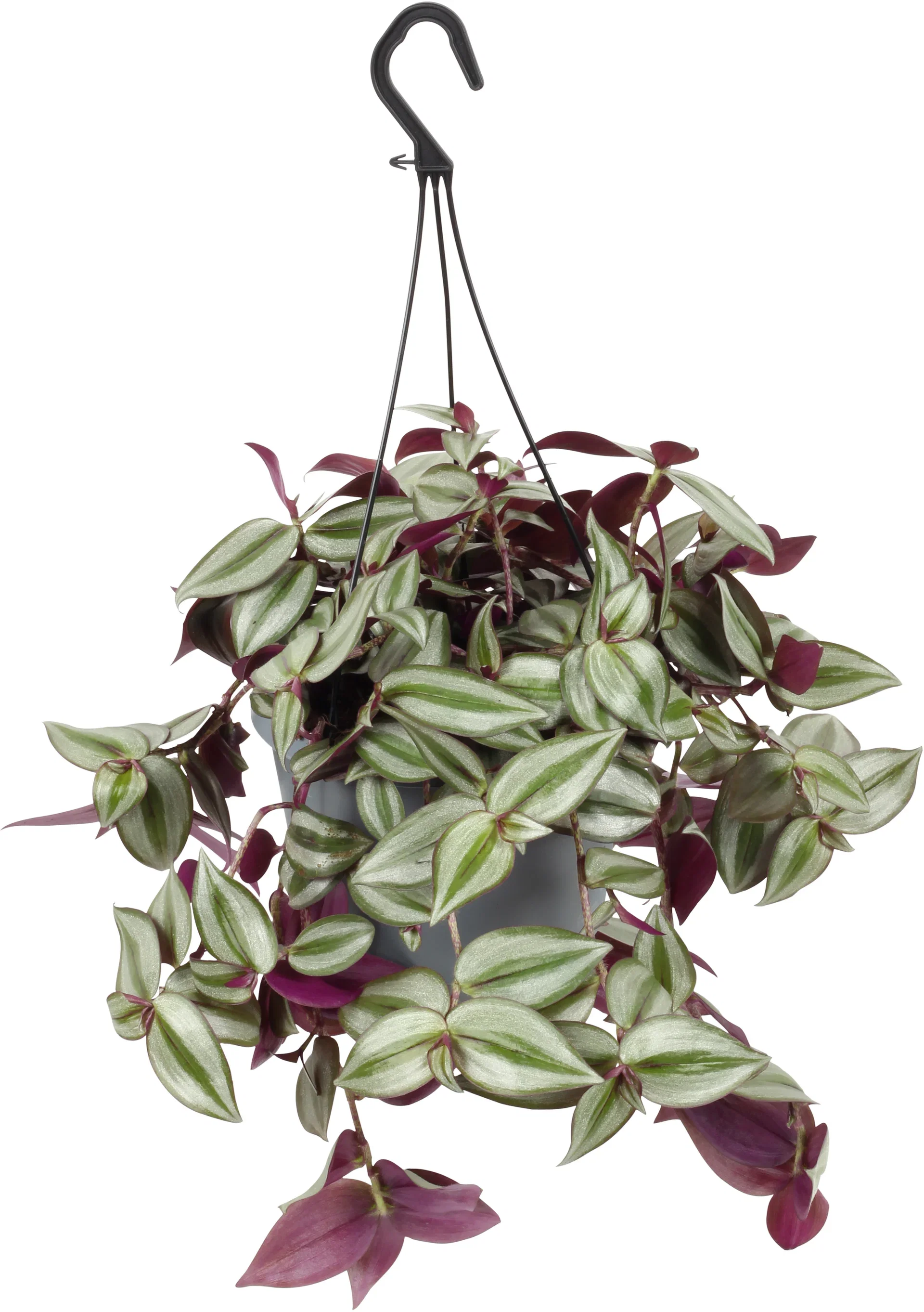 Tradescantia zebrina 'Violet Hill' Sebrablad 'Violet Hill' i ampel Høyde 40 cm