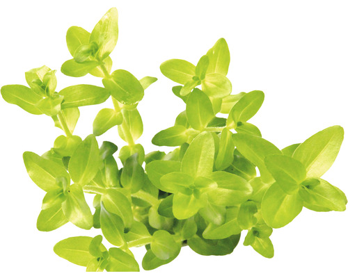 Grote dikke bladeren - Bacopa caroliniana emers