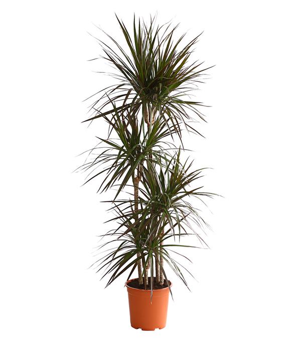 Drachenbaum - Dracaena marginata 'Magenta'