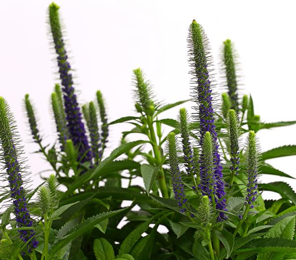 Bio Ähriger Ehrenpreis 'Ulster Dwarf Blue'