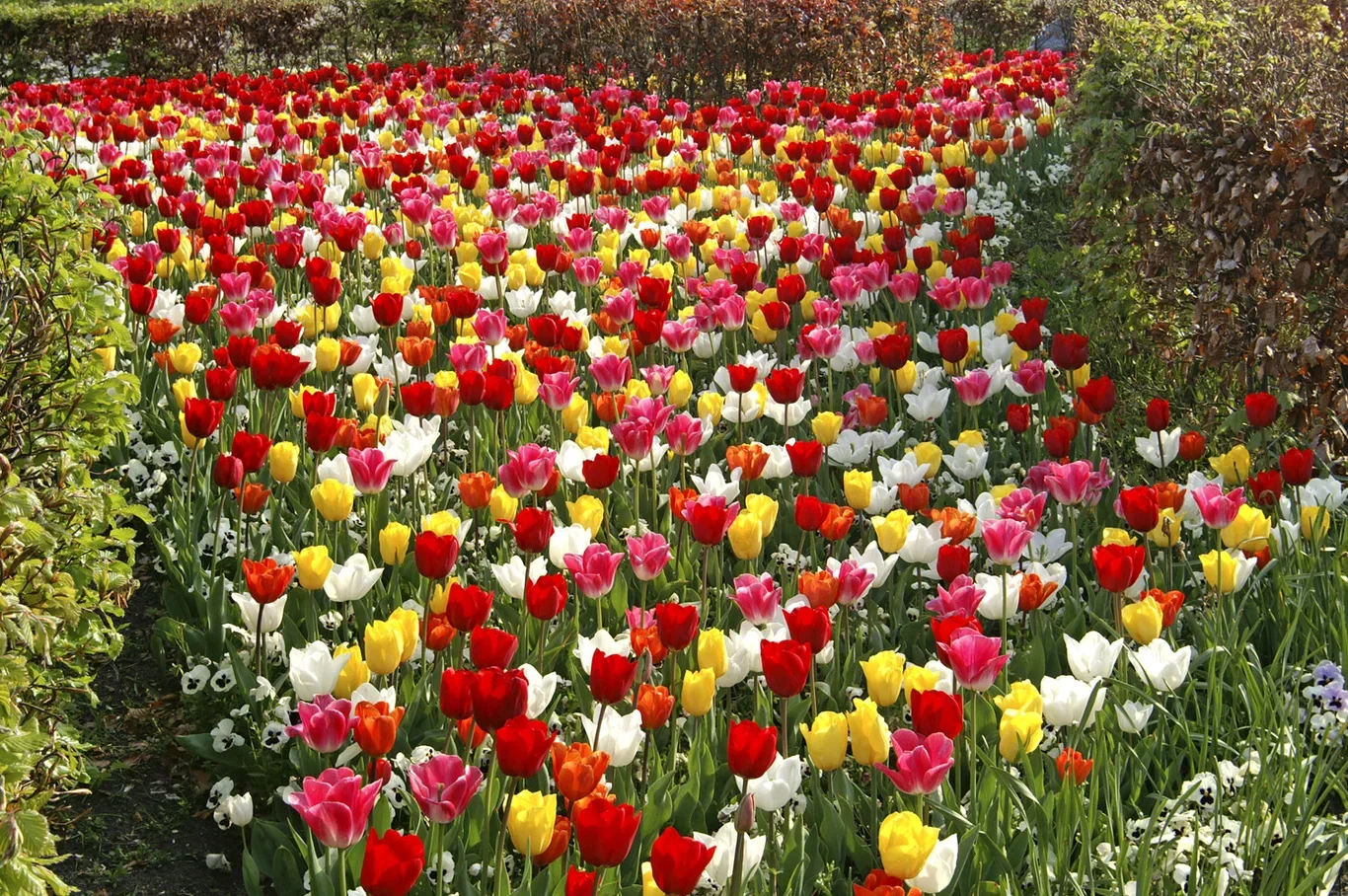 Tulipa gesneriana Triumph-Group Triumph-tulipan