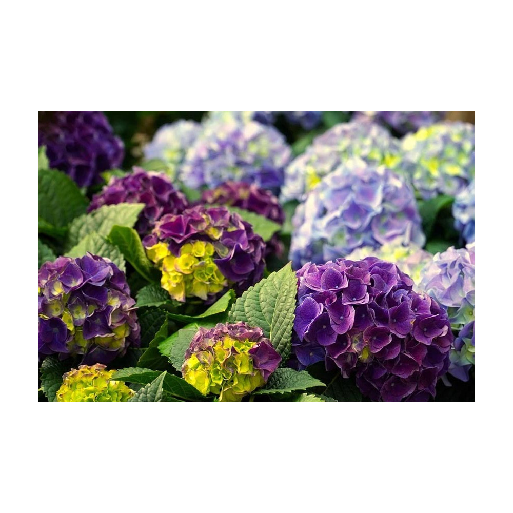 Terre de bruyère bio pour plantes acidophiles 40 litres lot de 10