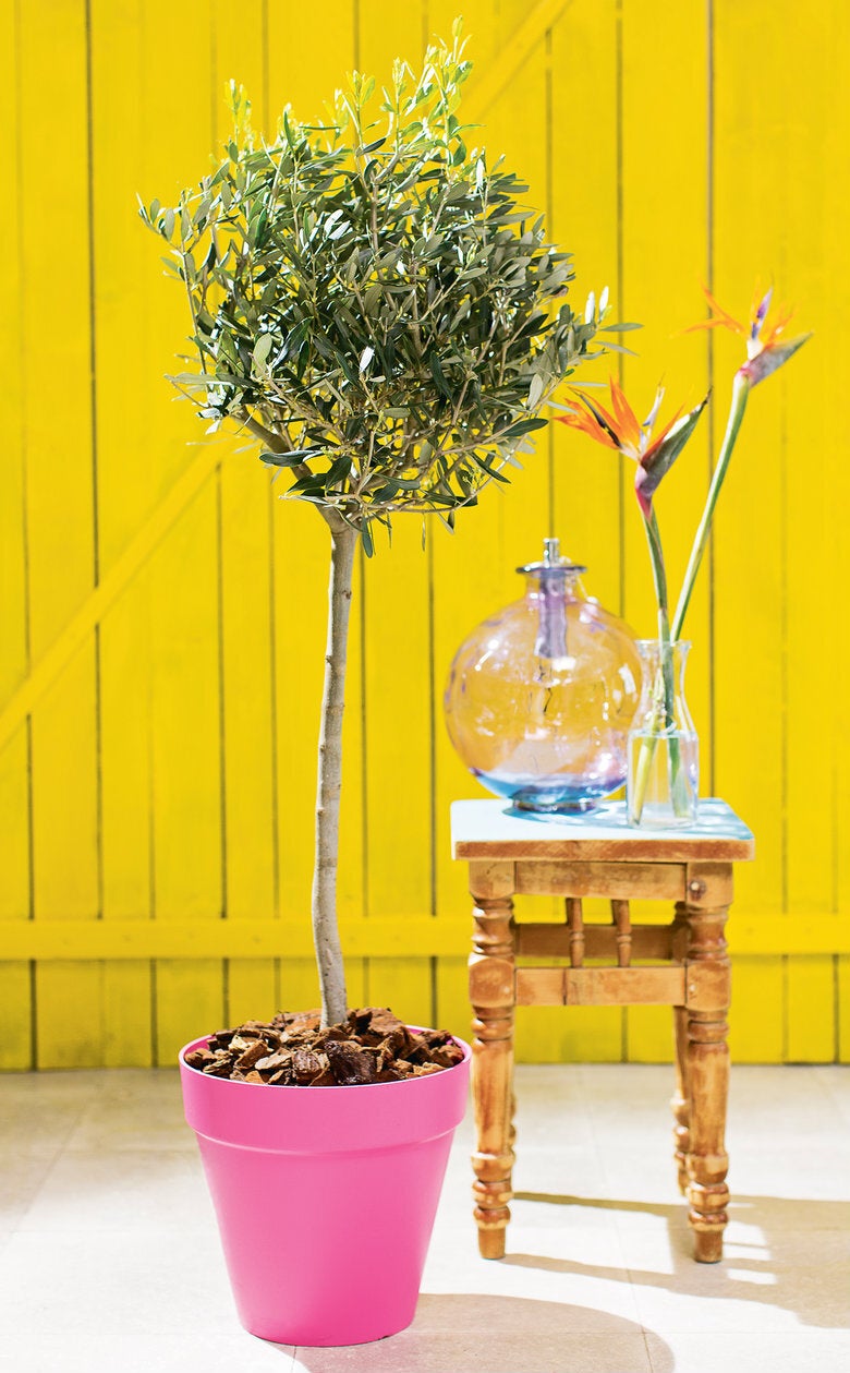 Olijfboom (Olea europaea) D 24 H 140 cm