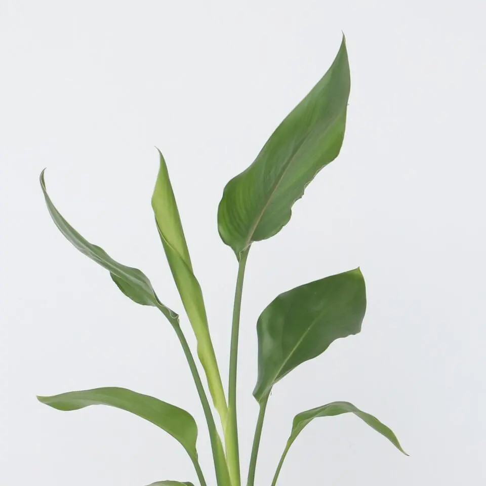 Paradijsvogelbloem - Strelitzia reginea - Hoogte 25-40cm - ⌀9cm