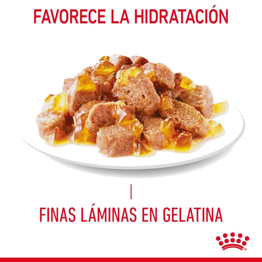 Royal Canin Intense Beauty gelatina sobre para gatos