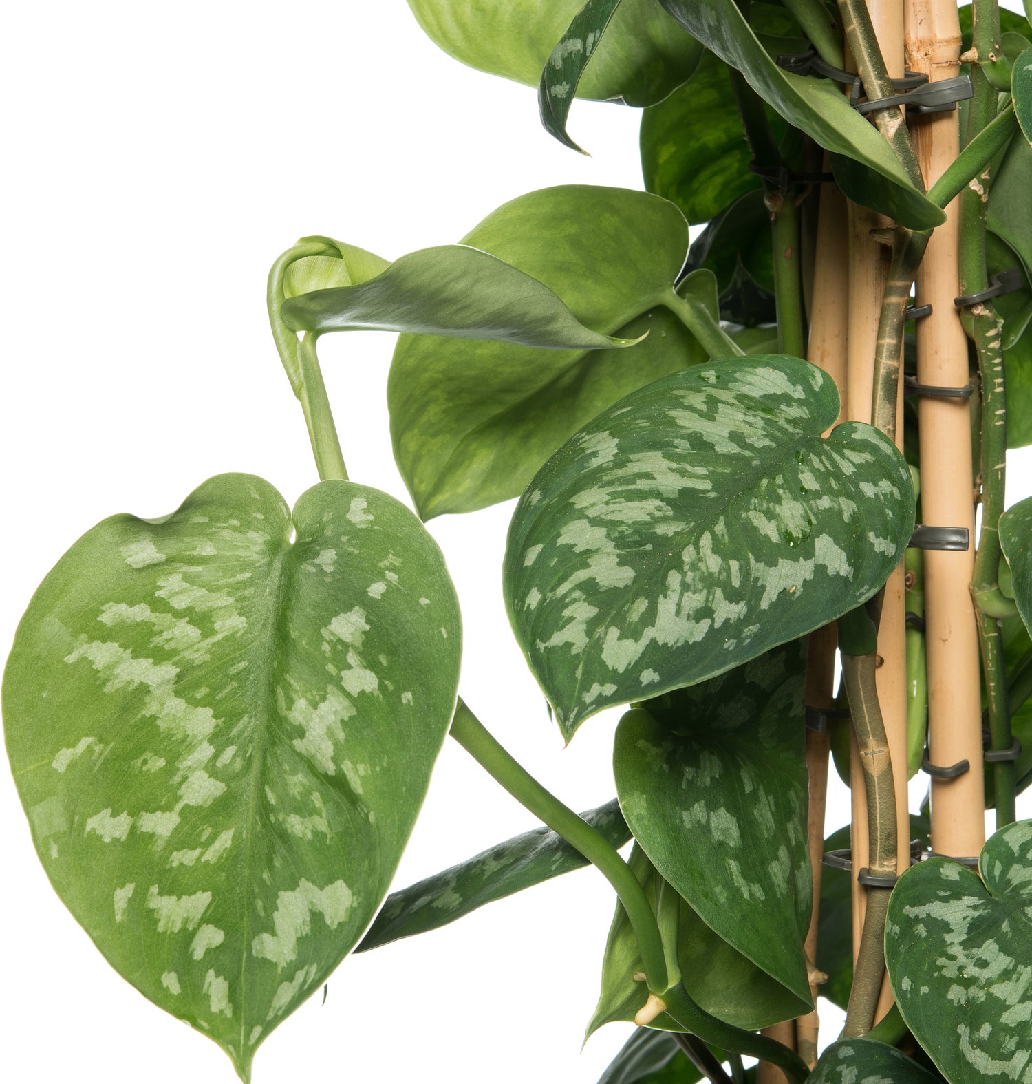 Drakenklimop met mosstok (Epipremnum pictus 'Trebie') D 27 H 150 cm