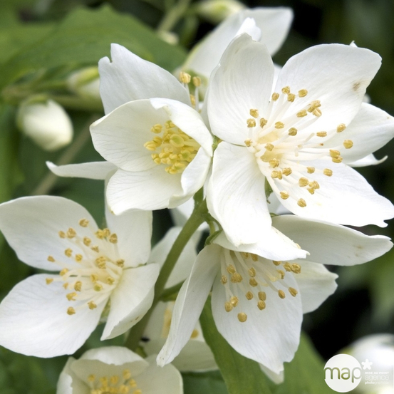 Philadelphus coronarius :H 125/150 ctr 15 litres