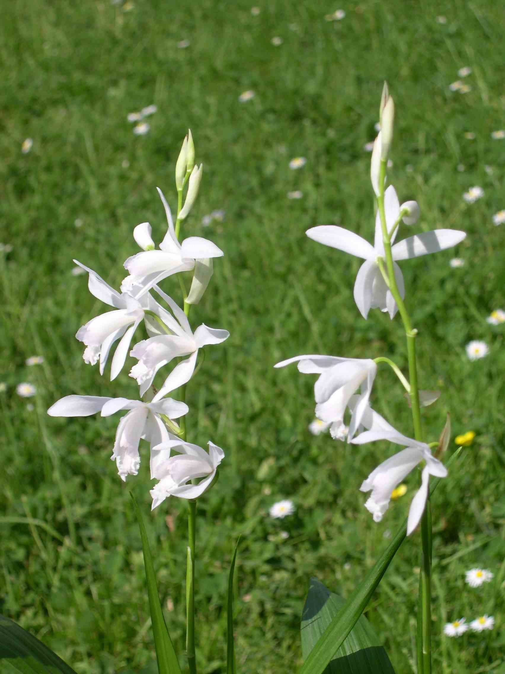 Bletilla striata 