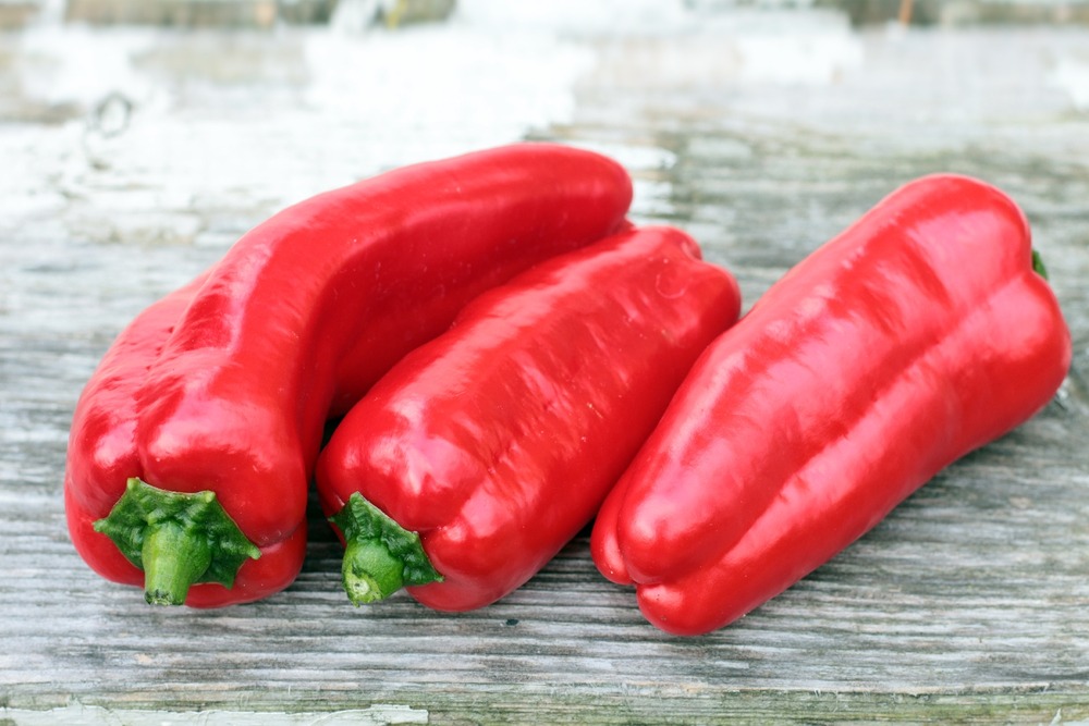 Bio - poivron - red marconi - 20 graines - capsicum annuum