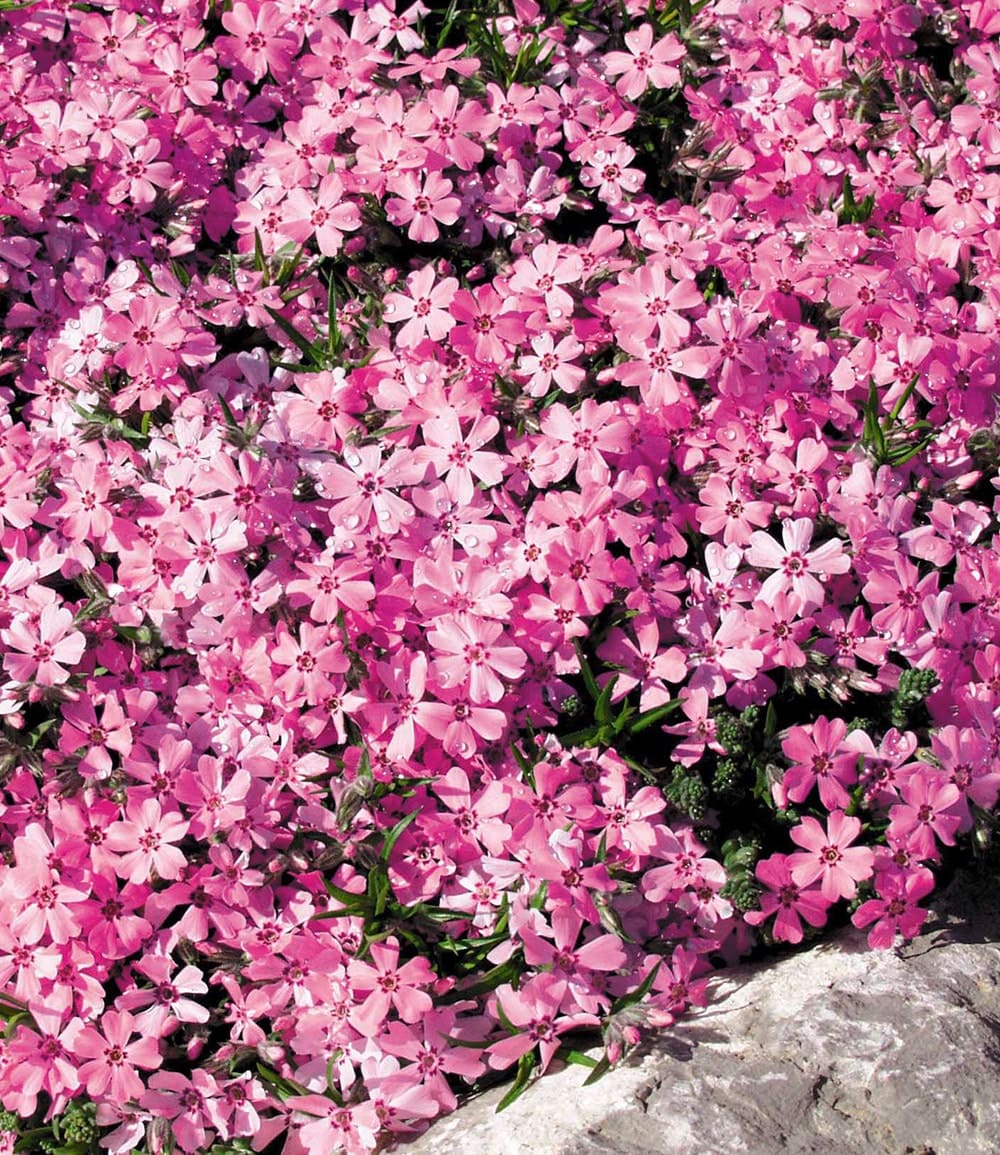 Phlox-Mix 'Flowers of the Sea'