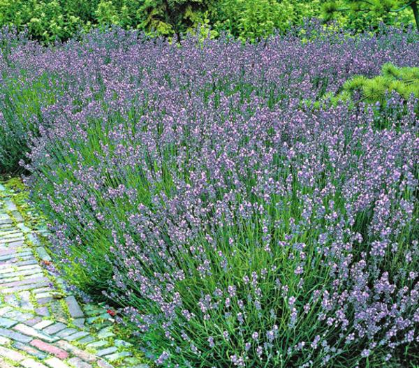 Lavendel 'Hidcote'