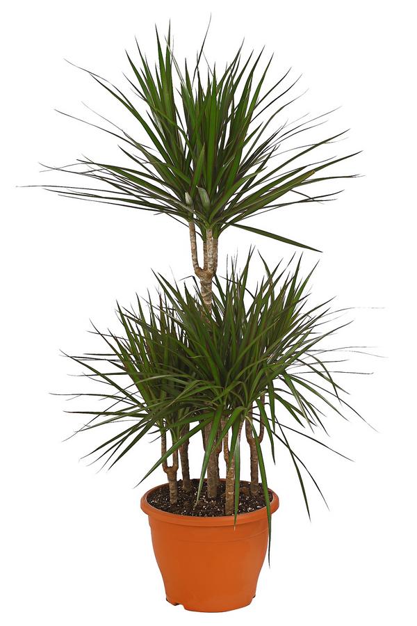 Drachenbaum - Dracaena marginata, Karussell