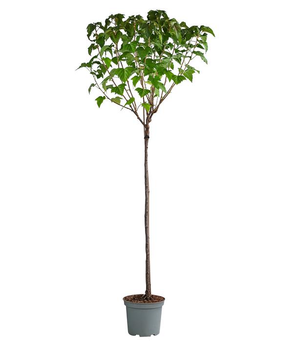 Johannisbeere 'Titania'