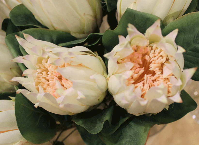 Bahne Interior  Protea, blomst, hvid - h68cm
