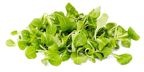 Feldsalat, Schale