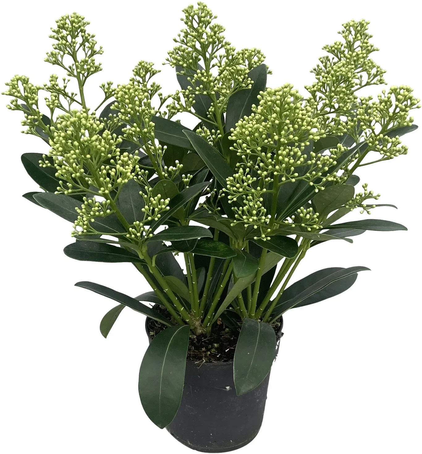 Skimmia japonica 'Finchy' Skimmia japonica 'Finchy' Ø10,5 cm