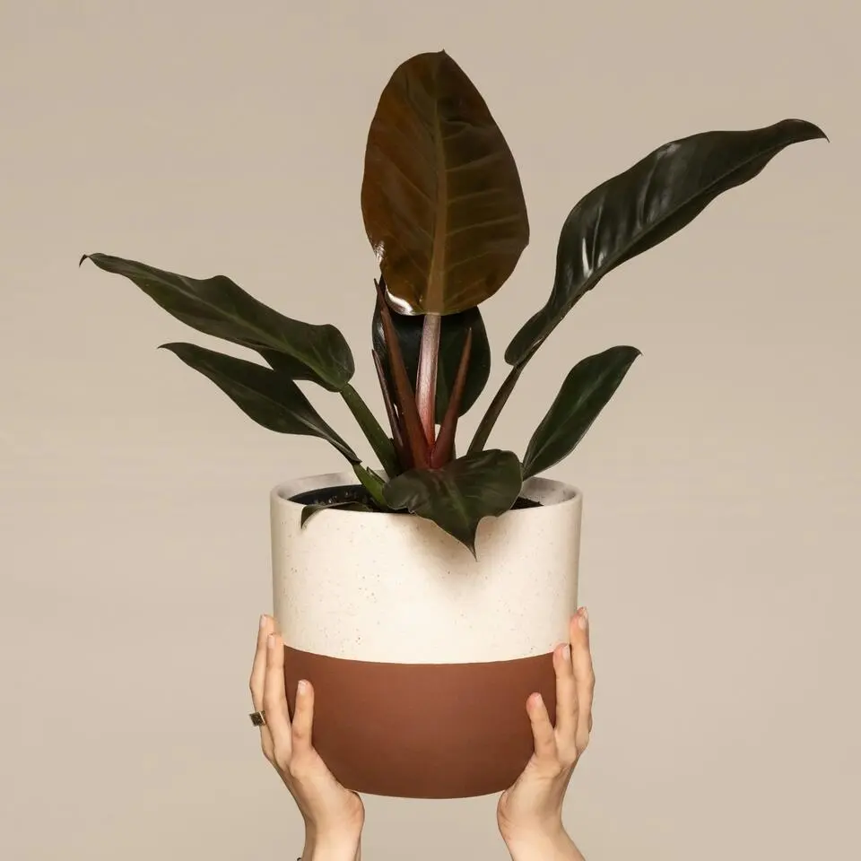 Philodendron - Philodendron 'Imperial Red' - Hoogte 50cm - ⌀19cm