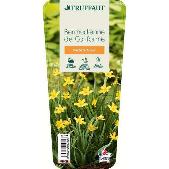 Bermudienne de Californie : godet vert