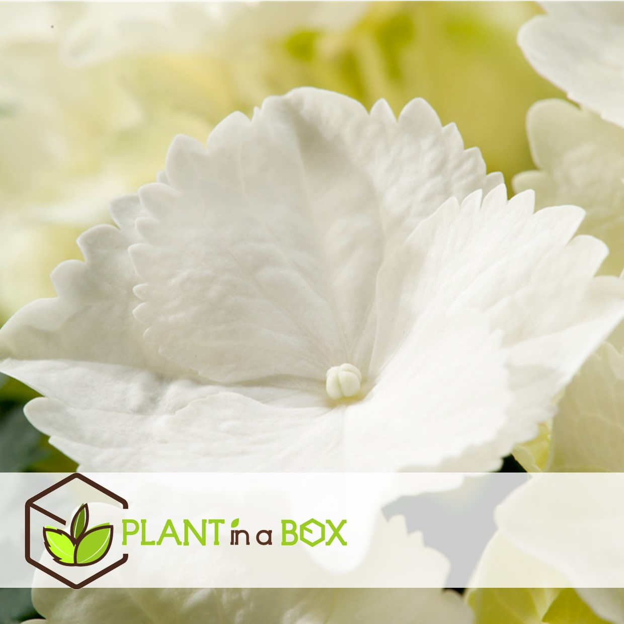 Hydrangea macrophylla - blanc - set de 3 - hortensia - pot 9cm - hauteur 25-40cm