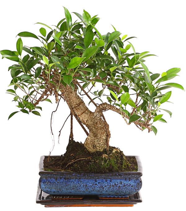 Chinesische Feige - Ficus retusa 'Ginseng', in