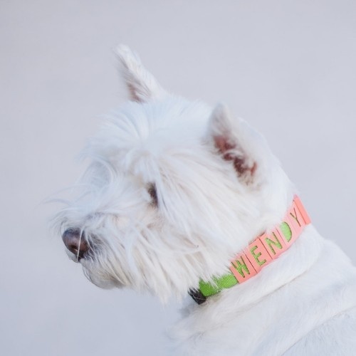 Coleira personalizada Seron para animais de estimação em náilon verde e coral