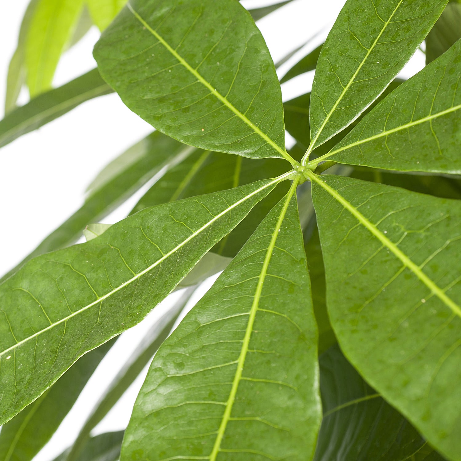 Geldboom (Pachira aquatica) D 27 H 150 cm