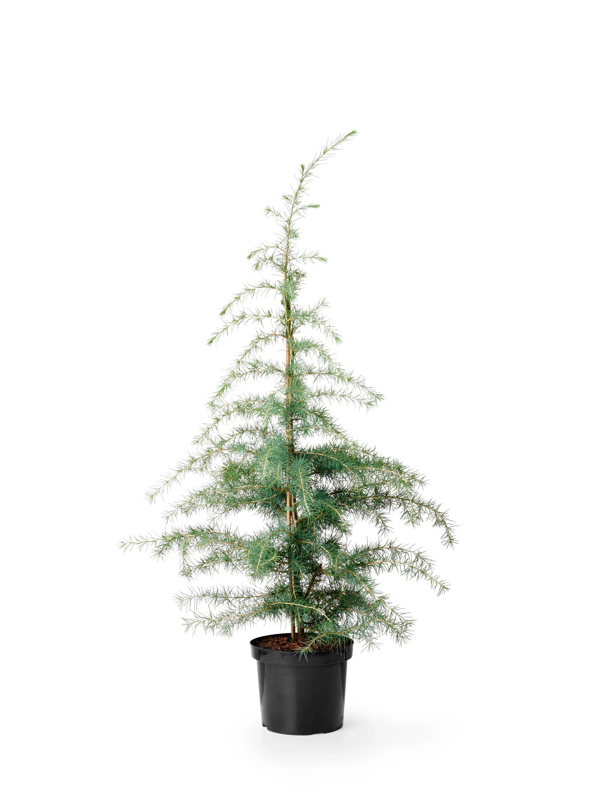 Cedrus deodara 19 cm Himalayaseder Høyde 90 cm
