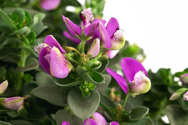 Kreuzblume 'Bibi Pink'