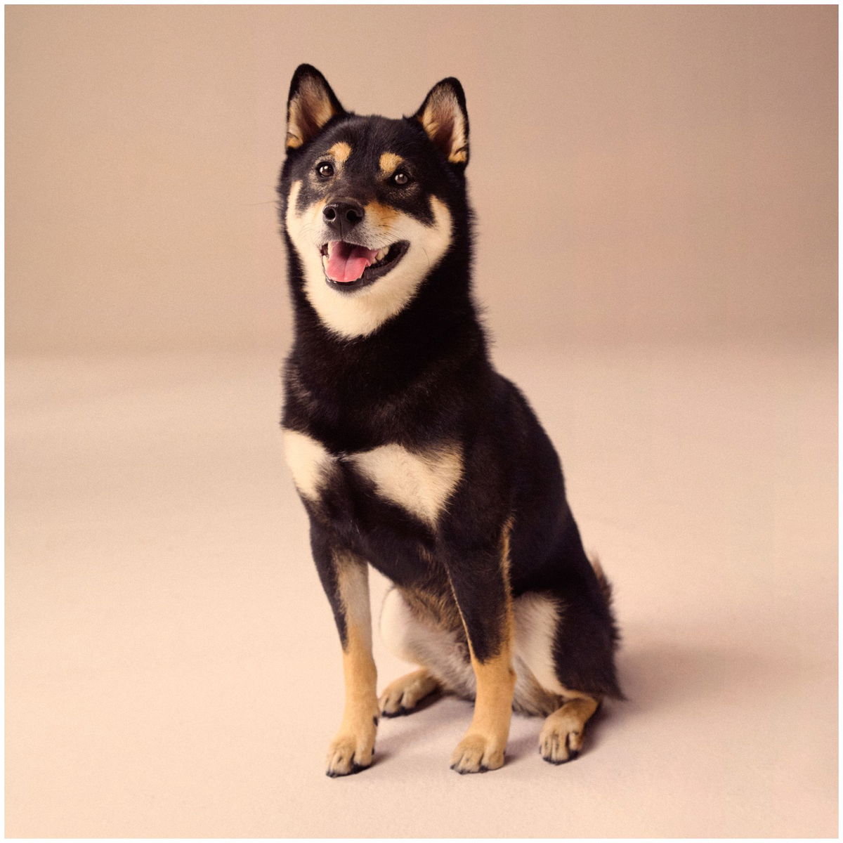 Tavo PetsTavo Pets   Crispin Transportbox onyx Large